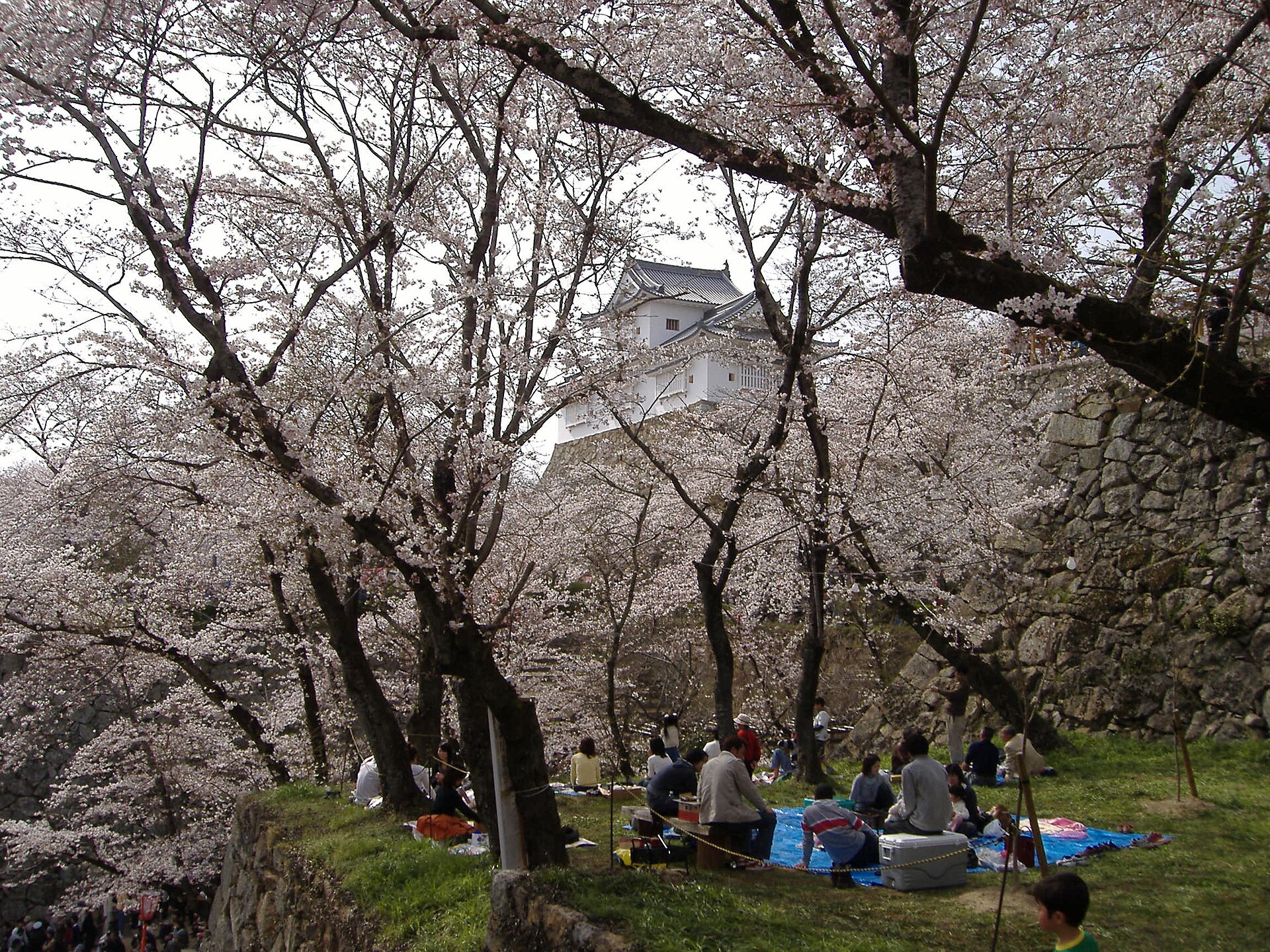 桜の下で花見を楽しむ人々の資料写真