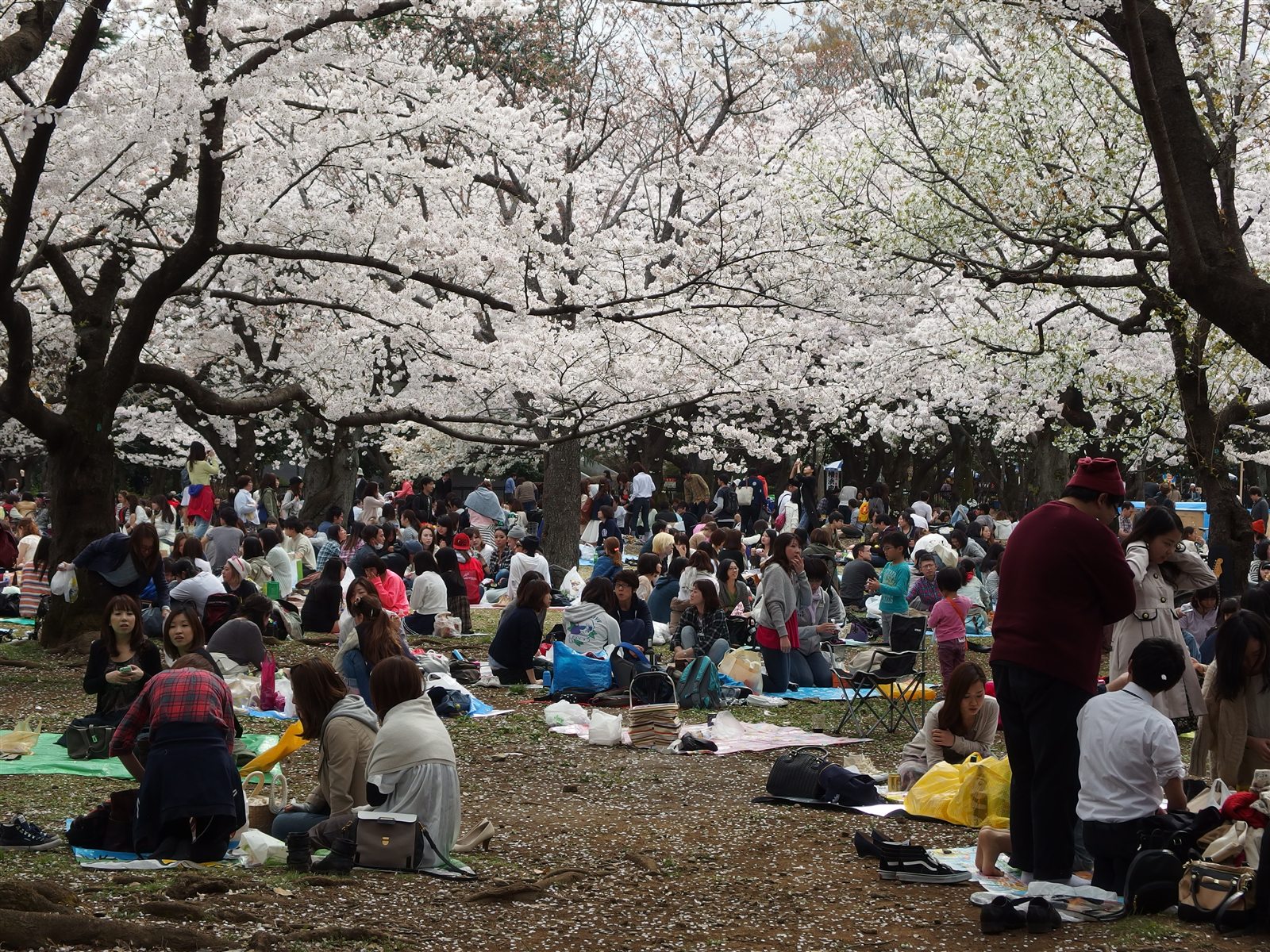 桜の下で昼食を楽しむ花見の資料写真