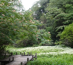むろいけ園地・水辺自然園のボードウォークと湿生植物