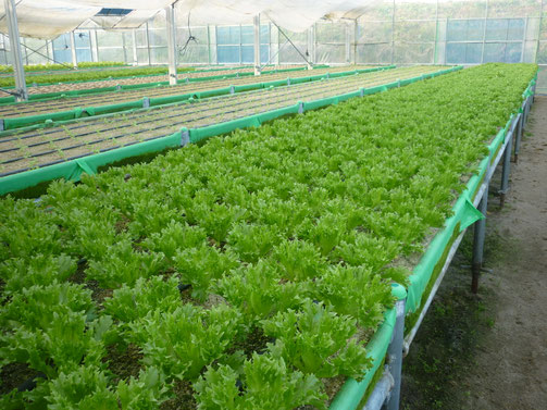 グリーンファームの高床式砂栽培で育つ葉物野菜