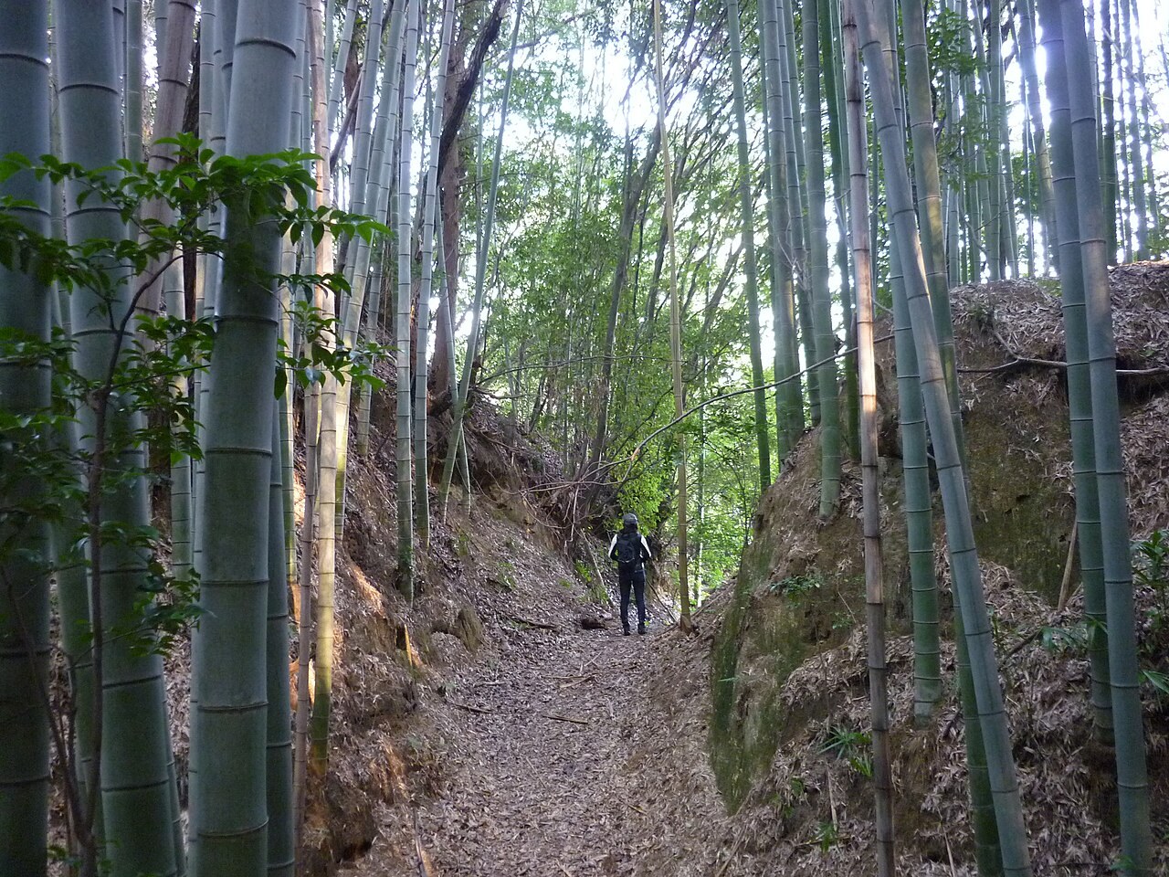竹林の中を横断する田原城の堀切跡